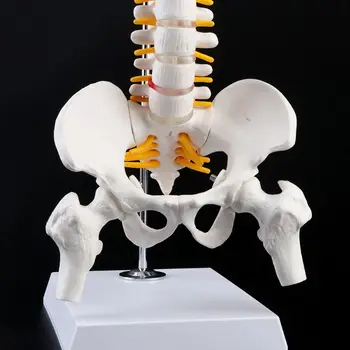 2021 НОВ 45 см Гъвкав Гръбнака на Човека Позвоночно-Лумбална Извивка Анатомическая Модел Анатомия на гръбначния Стълб Медицински Инструмент Обучение